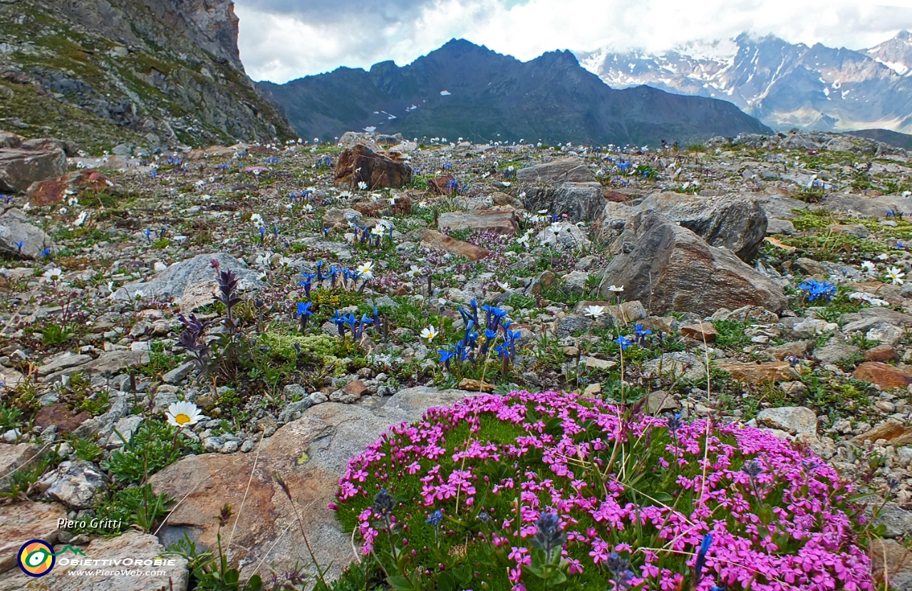 79 fiori multicolori con vista in Punta d'Ercavallo....JPG